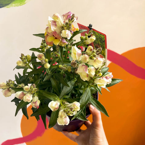 Orange Snapdragon - Antirrhinum majus 'Orange Wonder' - Sprouts of Bristol
