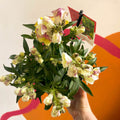 Orange Snapdragon - Antirrhinum majus 'Orange Wonder' - Sprouts of Bristol