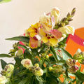Orange Snapdragon - Antirrhinum majus 'Orange Wonder' - Sprouts of Bristol
