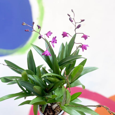 Orchid - Dendrobium 'Berry Oda' - Sprouts of Bristol
