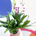 Orchid - Dendrobium 'Berry Oda' - Sprouts of Bristol