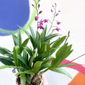 Orchid - Dendrobium 'Berry Oda' - Sprouts of Bristol
