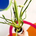 Orchid - Orchidaceae - Sprouts of Bristol
