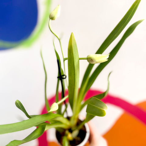 Orchid - Orchidaceae - Sprouts of Bristol