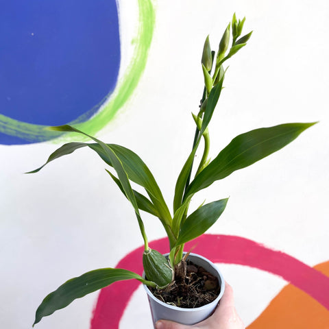 Orchid - Zygopetalum - Sprouts of Bristol