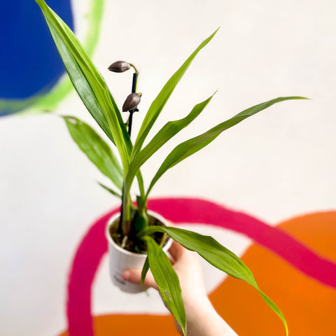 Orchid - Zygopetalum - Sprouts of Bristol