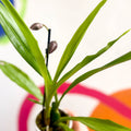 Orchid - Zygopetalum - Sprouts of Bristol