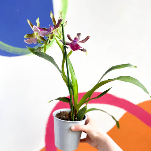 Orchid - Zygopetalum louisendorf - Sprouts of Bristol