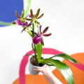 Orchid - Zygopetalum louisendorf - Sprouts of Bristol