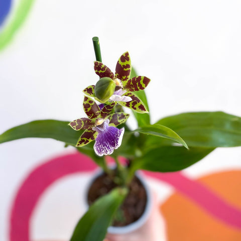 Orchid - Zygopetalum maculatum - Sprouts of Bristol