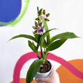 Orchid - Zygopetalum maculatum - Sprouts of Bristol