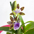 Orchid - Zygopetalum maculatum - Sprouts of Bristol