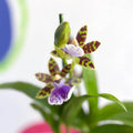 Orchid - Zygopetalum maculatum - Sprouts of Bristol