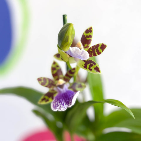 Orchid - Zygopetalum maculatum - Sprouts of Bristol