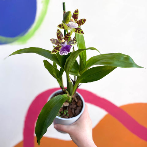 Orchid - Zygopetalum maculatum - Sprouts of Bristol