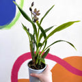 Orchid - Zygopetalum maxillare - Sprouts of Bristol