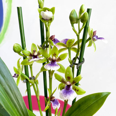 Orchid - Zygopetalum sellowii - Sprouts of Bristol