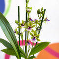 Orchid - Zygopetalum sellowii - Sprouts of Bristol