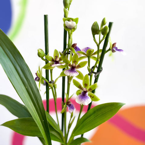 Orchid - Zygopetalum sellowii - Sprouts of Bristol