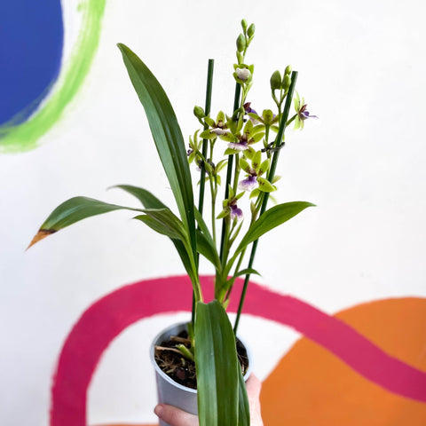 Orchid - Zygopetalum sellowii - Sprouts of Bristol