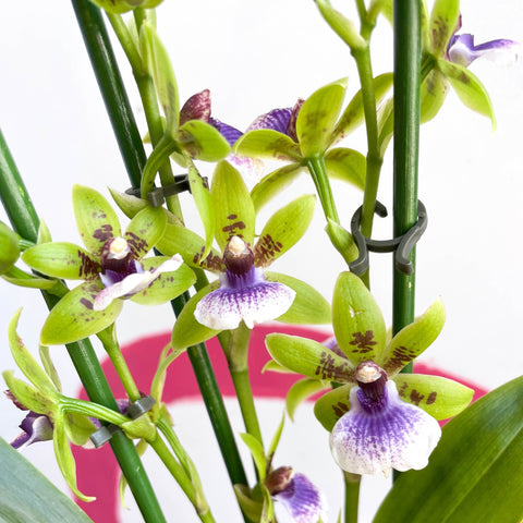 Orchid - Zygopetalum sellowii - Sprouts of Bristol