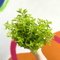 Oregano - Origanum vulgare - British Grown Culinary Herbs - Sprouts of Bristol