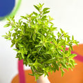 Oregano - Origanum vulgare - British Grown Culinary Herbs - Sprouts of Bristol