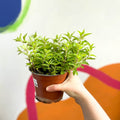 Oregano - Origanum vulgare - British Grown Culinary Herbs - Sprouts of Bristol