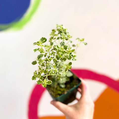 Oregano - Origanum vulgare variegata - Cotswolds Grown Culinary Herbs - Sprouts of Bristol