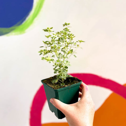 Oregano - Origanum vulgare variegata - Cotswolds Grown Culinary Herbs - Sprouts of Bristol