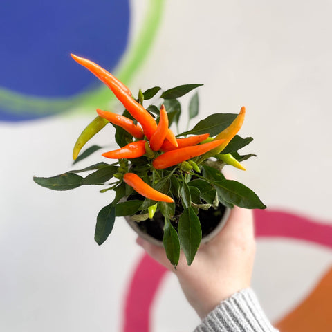 Ornamental Chilli - Capsicum annuum - British Grown - Sprouts of Bristol