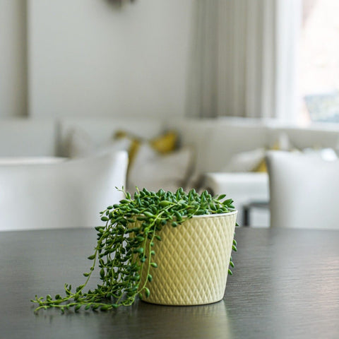 Orsa Pot - Sprouts of Bristol