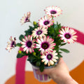 Osteospermum 'Flower Power Special' - Sprouts of Bristol