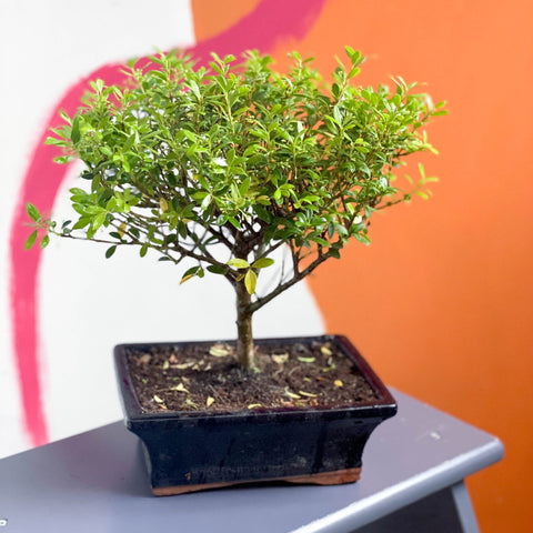 Outdoor Bonsai - Ilex - Sprouts of Bristol