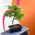 Outdoor Bonsai - Pseudolarix - Sprouts of Bristol