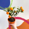 Oval Kumquat - Fortunella margarita - Evergreen Citrus - Sprouts of Bristol
