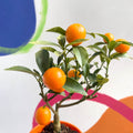 Oval Kumquat - Fortunella margarita - Evergreen Citrus - Sprouts of Bristol