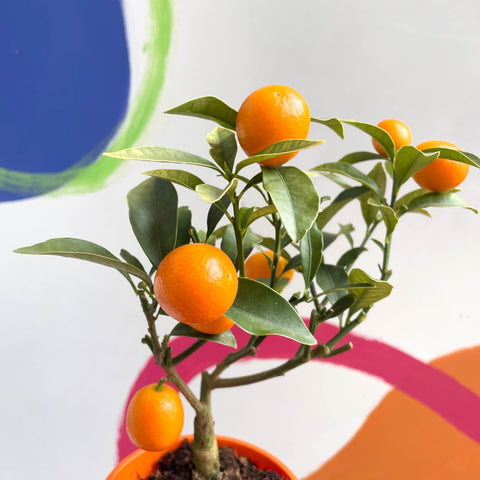 Oval Kumquat - Fortunella margarita - Evergreen Citrus - Sprouts of Bristol