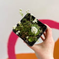 Oval Purse - Hutchinsia alpina 'Crystal Carpet' - British Grown Evergreen Perennial Alpine - Sprouts of Bristol