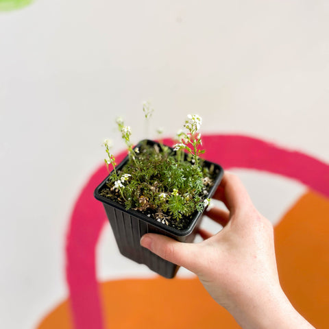 Oval Purse - Hutchinsia alpina 'Crystal Carpet' - British Grown Evergreen Perennial Alpine - Sprouts of Bristol