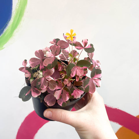 Oxalis spiralis vulcanicola 'Plum Crazy' - Sprouts of Bristol
