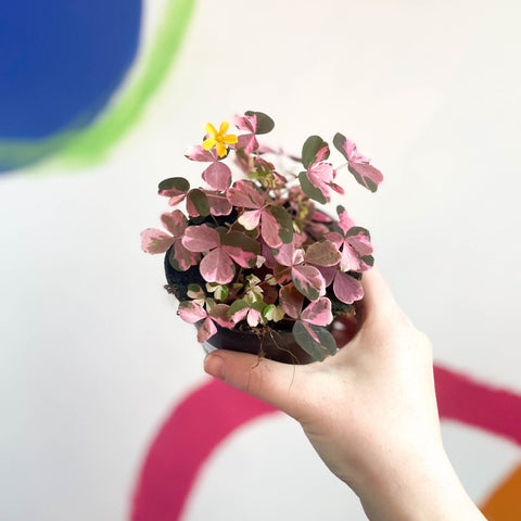 Oxalis spiralis vulcanicola 'Plum Crazy' - Sprouts of Bristol