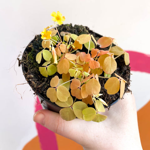 Oxalis spiralis vulcanicola 'Sunset Velvet' - Sprouts of Bristol