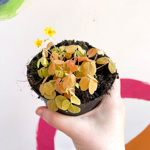 Oxalis spiralis vulcanicola 'Sunset Velvet' - Sprouts of Bristol