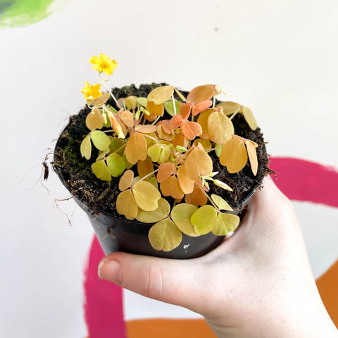 Oxalis spiralis vulcanicola 'Sunset Velvet' - Sprouts of Bristol