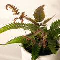 Painted Brake Fern - Pteris quadriaurita 'Tricolor' - Sprouts of Bristol