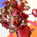 Painted Leaf - Begonia rex - Sprouts of Bristol