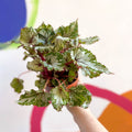 Painted Leaf - Begonia rex 'Asian Tundra' - Sprouts of Bristol