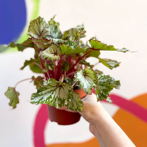 Painted Leaf - Begonia rex 'Asian Tundra' - Sprouts of Bristol