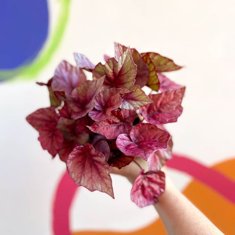 Painted Leaf - Begonia rex 'Inca Flame' - Sprouts of Bristol